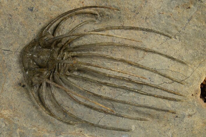 Rare, Spiny Heliopeltis Trilobite - Issoumour, Morocco #328634